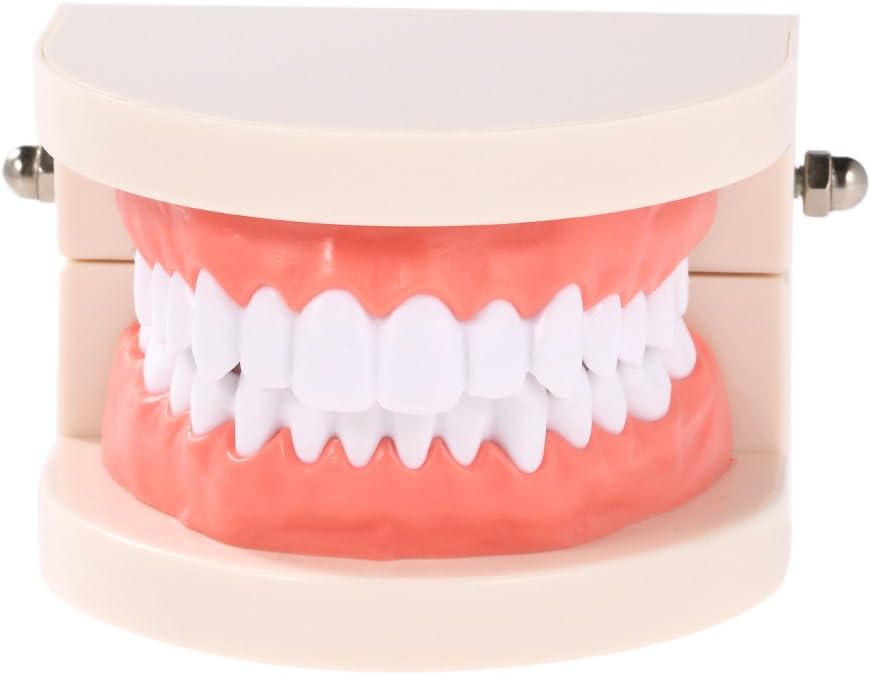 Anself Modelo dental para enseñanza infantil de higiene oral
