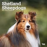 Shetland Sheepdogs 2020 12 x 12 Inch Monthly Square Wall Calendar, Animals Dog Breeds by