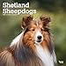 Shetland Sheepdogs 2020 12 x 12 Inch Monthly Square Wall Calendar, Animals Dog Breeds by