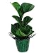 Hirt's Fiddleleaf Fig Tree - Ficus - Great Indoor Tree - 4" Pot/Decorative Cover