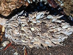 Josh's Frogs Magnolia Pods