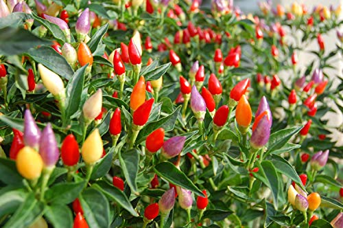 Ornamental Hot Chili Dwarf Pepper Mix Organic Seeds Rare up to 30 Seeds - Thumbnail 3