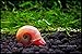 Kazen Aquatic Mix Colors ramshorn Snails. (Baby to juvinile Size 1/8″+)thumb 4