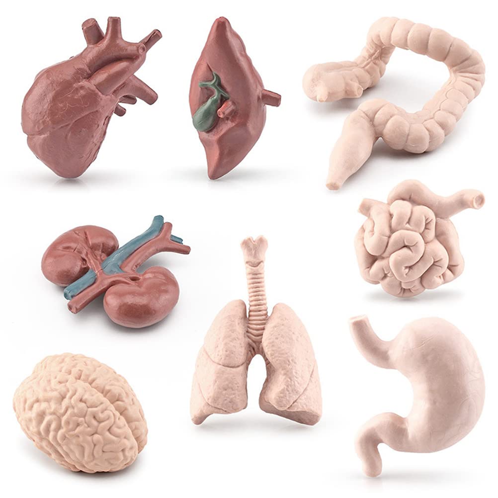 ARTOCT 8Pcs Simulation Human Body Organs Models Educational Toys Preschool Science Home School Teaching Aids for Kids (Graphic color)