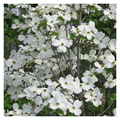 White Flowering Dogwood Tree - Healthy Established Plant - Flowering - 1 Gallon Potted - 1 Plant by Growers Solution