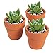 Juvale 10-Pack 2-Inch Mini Terracotta Pots with Drainage Holes for Succulents, Plants, Herbs, and Flowers, Small Clay Pot Planters for Indoor and Outdoor Gardening, Crafts