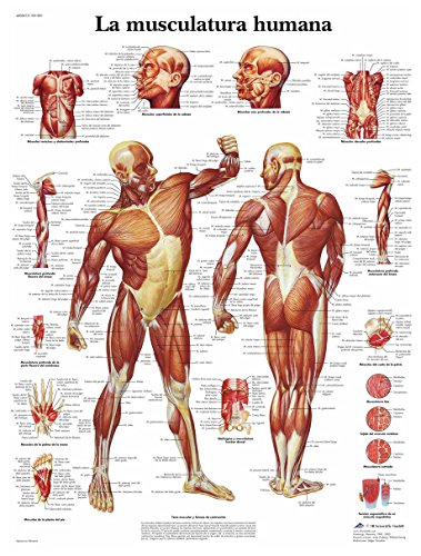3B Scientific – Laminated Spinal Nerves Chart – UV & Dust-Protected Anatomy Poster for Study, Teaching & Clinics
