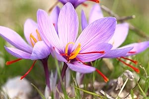 CZ GRAIN 20 Saffron Crocus Bulbs – Grow Your Own Saffron Spice – Very Rare Fall-Blooming Crocus Sativus – Pretty Purple Blooms with Red Saffron Threads – Easy to Plant