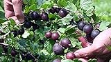 Black Velvet Gooseberry Bush - Eat Fresh or Baked - 4