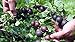 Black Velvet Gooseberry Bush - Eat Fresh or Baked - 2.5" Pot