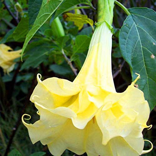 KOUYE GardenSeeds 50 pcs Rare Brugmansia Seeds Angel Angel Trumpets