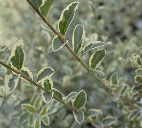 plant ficus elastica 4