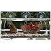 Tranquil Outdoors Large Acrylic Window Bird Feeder: Strong Removable Suction Cup Mounted Outdoor Bird House Feeder, Clear Birdfeeders for Large & Small Birds. Best See Thru Feeder for Bird Watching