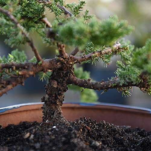 Perfect Plants Liquid Bonsai Fertilizer 8oz. of Premium Concentrated