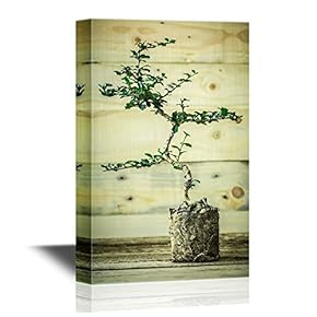 Bonsai Bonsai Miniature Plant