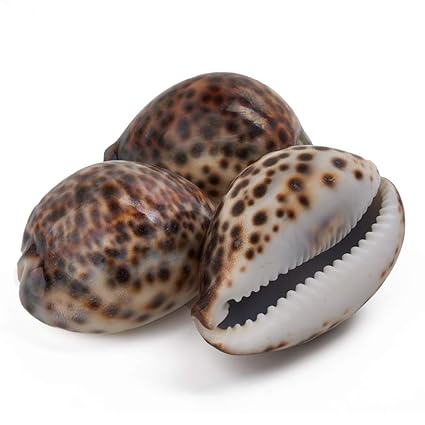 Decorlife Leopard Seashells 3pcs Trumpet Shells Natural Seashells