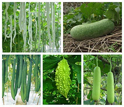 Coconut Lagoon Hybrid Vegetable Seeds Combo : Ridge, Bitter, Snake Gourd , Cucumber , Green Seeds - 10 Seeds Each , Pack 4 in 1