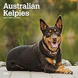 Australian Kelpies 2020 12 x 12 Inch Monthly Square Wall Calendar, Animal Dog Breeds (English, Spani by 