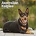 Australian Kelpies 2020 12 x 12 Inch Monthly Square Wall Calendar, Animal Dog Breeds (English, Spani by 