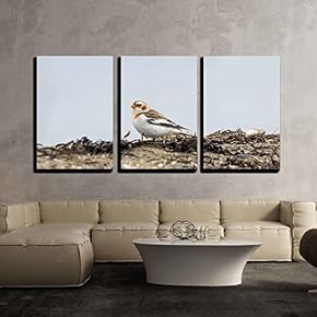 Snow Bunting in Bc Canada x3 Panels