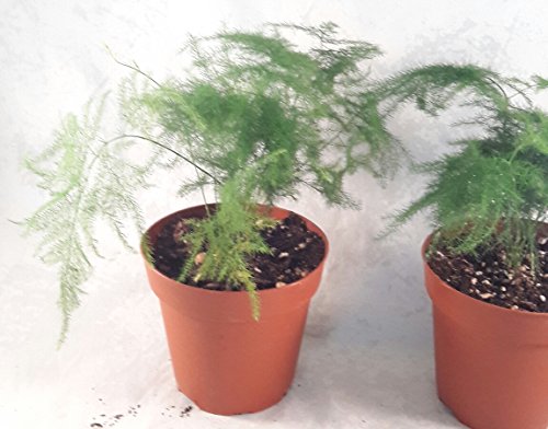 Two Fern Leaf Plumosus Asparagus Fern - 4" Pot - Easy to Grow - Great Houseplant - Thumbnail 2