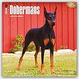 Dobermans 2016 Square 12x12