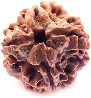 SHOPOJ Certified 4 Mukhi Nepal Rudraksha Four Face Bead Standard Brown