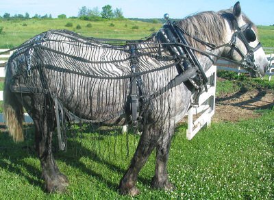 Weaver Leather Nylon Webbing Buggy Horse Fly Net - Fly Sheet