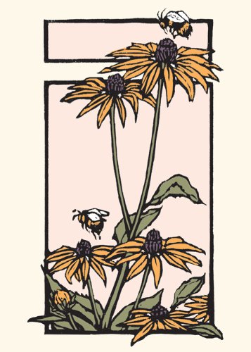 Black-eyed Susan: Boxed Set of 6 Cards