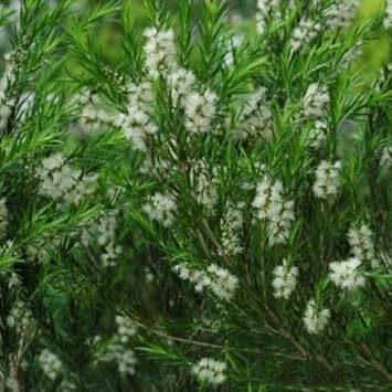 Amazon メラレウカ ティーツリー 苗 レボリューショングリーン 5号ポット苗 花