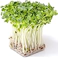 Todd's Seeds Sprouting Seed Mix; Broccoli, Radish, Alfalfa, Non-GMO, Chemical Free, High Germination (1/4 Pound)