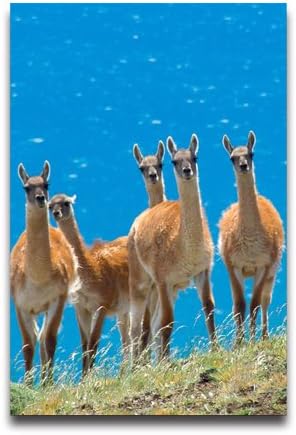 Wonderful Llama Wallpaper Customized Home and Office Derco photographic paper Posters 16"x 24"