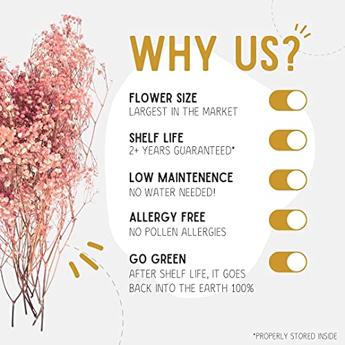 Ever Blossom Baby's Breath Gypsophilia Real Dried Flowers Long Lasting