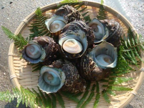 Amazon 現役漁師採れたて 愛知県産 国産天然 活サザエ 1kg いの丸水産 貝類 通販
