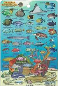 Caribbean Sea Reef Creatures Guide Franko Maps Laminated Fish Card 4" x 6": Franko Maps Ltd ...