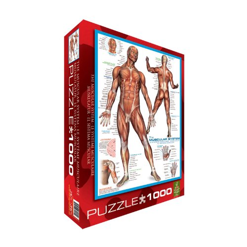 EuroGraphics Muscular System Puzzle (1000-Piece)