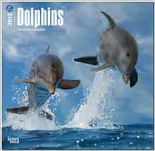 Dolphins 2015 Square 12x12 Multilingual Edition