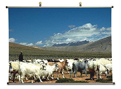 Blue sheep of Himalayas - Canvas Wall Scroll Poster (60x80 cm)