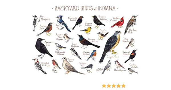 Amazon Com Backyard Birds Of Indiana Field Guide Art Print Handmade