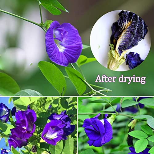 Yan Hou Tang Butterfly Pea Flower Tea Dried Blue Tea Ultraviolet Butterfly-Pea Loose Leaf Herbs Pure Premium Large Petals Clitoria Purple Tea 112g