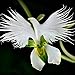 200pcs Japanese Egret Flowers Seeds White Egret Orchid Seeds Radiata Rare White Orchid by Orchid Se