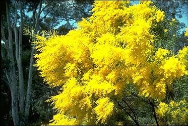 Acacia spring vale (30 Fresh Seeds): Amazon.in: Garden & Outdoors