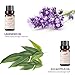 Lagunamoon Essential Oils Top 6 Gift Set Pure Essential Oils Gift Set for Diffuser, Humidifier, Massage, Aromatherapy, Skin & Hair Care