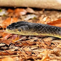 Realistic Rubber Snake 2Pcs, Scary Fake Snake Large