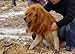Sunreek Large Pet Dog Cat Lion Wigs Mane Hair Festival Party Fancy Dress Clothes Costume