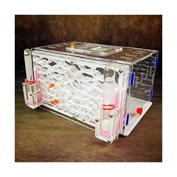 8bayfa Formicaio Ants DreamWorks Big Capacity Acrilico formiche Che Fattoria Castello Diretta Ant Visualizza Habitat…