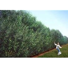 willow hybrid tree amazon