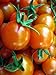 Super Sweet SunSugar Tomato 4 Live Plants - Very Flavorful!