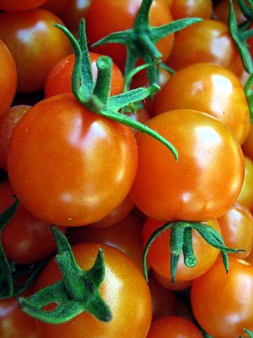 Super Sweet SunSugar Tomato 4 Live Plants - Very Flavorful! Super Sweet SunSugar Tomato 4 Live Plants - Very Flavorful!