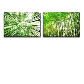 Green Bamboo Forest and Bamboo Grove Viewed from...